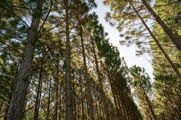Fototapeta premium pine tree plantation forest, tall timber forestry, industry growth economy environment renewable sustainable, construction building