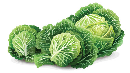 Fresh savoy cabbage on white background Vectot style