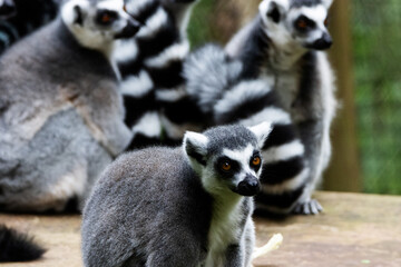 Fototapeta premium group of Ring-tailed lemur (Lemur catta)