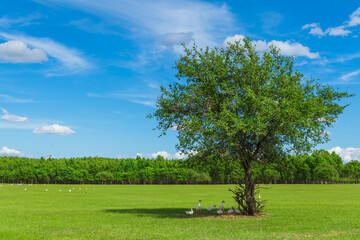 Windmill in the woods and lawn of Duerbot Mongolian Autonomous County, Daqing City, Heilongjiang Province