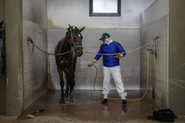 A horse is washed after the race