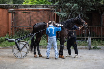 A horse is being prepared for the race