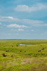 Cows on the grassland