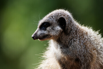 head and shoulders of a Slender tailed meerkat (Suricata suricatta) isolated on a natural green...