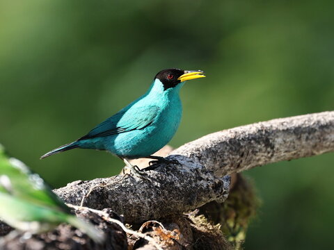 Green Honeycreeper