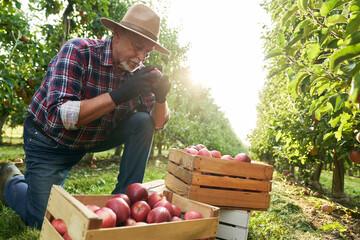 Senior farmer checking apples in the wooden box