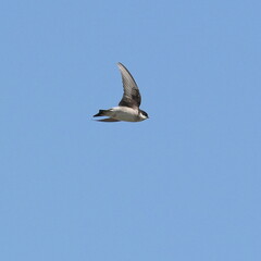 asian house martin in flight