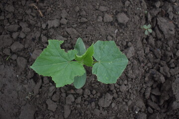 the leaves and cucumber plant at garden, cucumber plants, still small, some leaves, green, grow antennae, vine, spiky, fluffy, succulent, fertile soil, new born plants 