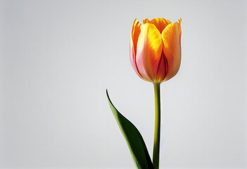 植物, 花, チューリップ, 一輪, ピンク, オレンジ, Plant, flower, tulip, single flower, pink, orange