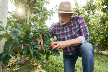 Senior man picking apple in the orchard