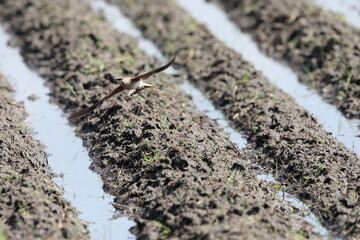 Oriental Pratincole (Glareola maldivarum) in Japan