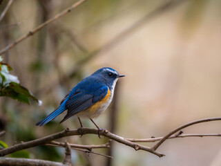 森の中で枝に留まっているルリビタキの雄