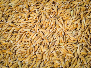 Jasmine rice seeds