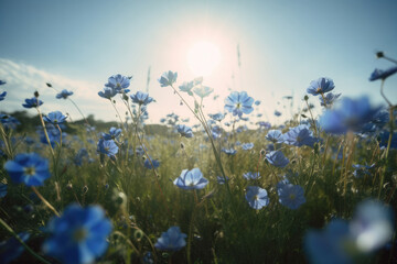 Obraz premium 花, 草原, 花畑, 青, 青い花, ネモフィラ, 自然, flower, meadow, flower field, blue, blue flower, nemophila, nature