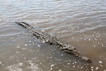 swimming crocodile in the river