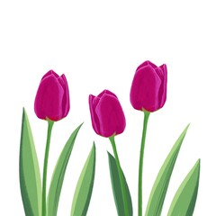 Spring flowers on white background. Violet tulips illustration. Simple flower decorative elements for cards. Easter decoration. Mother’s Day celebration. Floral frame