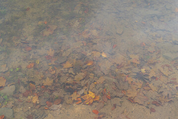 autumn leaves in the water, closeup of photo with soft focus