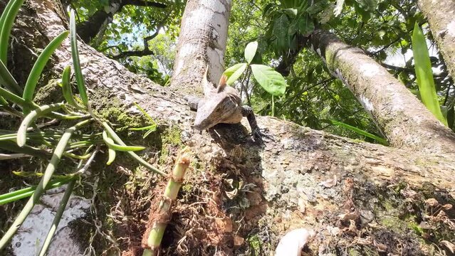 Iguana skilfully climbs a tree and nibbles on a piece of bamboo with relish