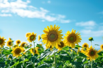 A vibrant field of sunflowers, bursting with yellow and green, standing tall under a clear blue sky