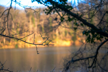 Tranquil Waters: Tree Branches Embrace the Serene Lake View