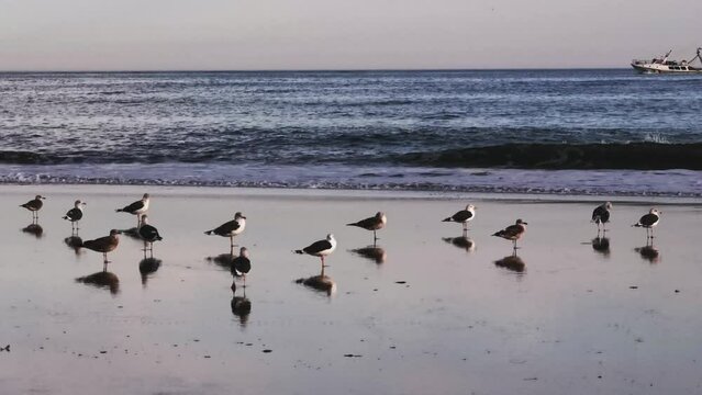 Seagulls on the beach with waves arriving and boat crossing in the sea