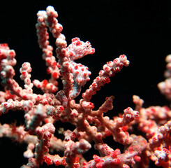 Pygmy Seahorse © Robin