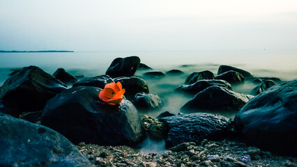 a landscape of a flower on top of a rock and ocean waves