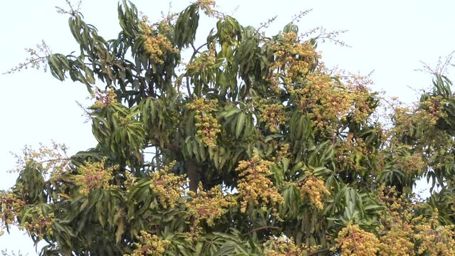 Mango tree in flower. The mango bouquet or mango flower is blooming full on the mango trees at  pakistan. Evergreen tree, lanceolate leaves, pale yellow flowers and drupe fruit.Slow motion 4K Footage.