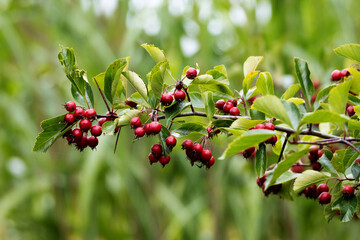 close up of Hawthorn or quickthorn or thornapple (Crataegus genus) fruit  isolated on a natural green background in Devon, UK