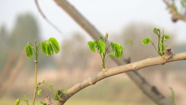 Moringa leaves a new branch at the side of its stem, which is very small. Beautiful Moringa green leaves in jungle. Close Up of newly Moringa tree growth. Beautiful 4K Footage.
