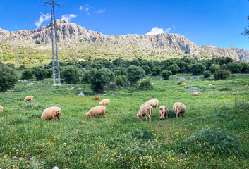 Rebaño de ovejas pastando en la Calzada Romana de Ubrique a Benaocaz (Sierra de Grazalema, Cádiz)