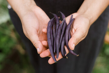 Farmer hands holding purple beans close up. Homestead lifestyle. Gardening and growing vegetables...