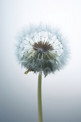 蒲公英, たんぽぽ, 植物, 種子, ふわふわ, dandelion, plant, seed, fluffy