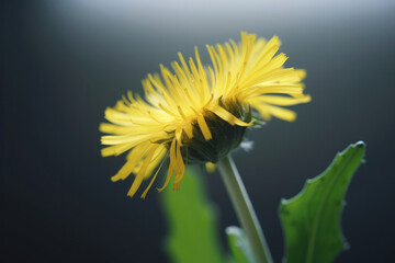 たんぽぽ, 蒲公英, 植物, 花, 黄色い花, 自然, Dandelion, plant, flower, yellow flower, nature