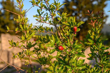 Flower and leaves on a pomegranate bush. Pomegranate grow in nature. Blooming flowers.