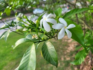 beautiful white flowers with green leaves enhancing the beauty of nature 