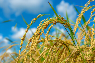 Golden Rice Grains Glistening under Blue Sky - Agriculture and Nature Harmony