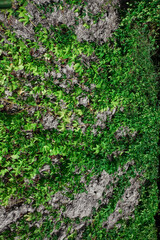 Green ivy has grown on the concrete wall. Textured background image for your creative design or illustrations about nature.