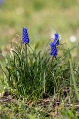 Close-up of blue Muscari flowers