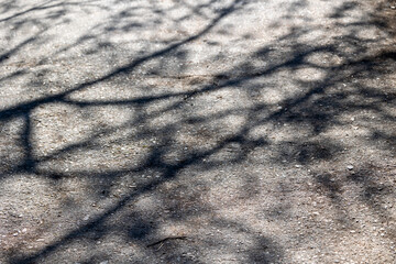 Shadows from trees on the asphalt