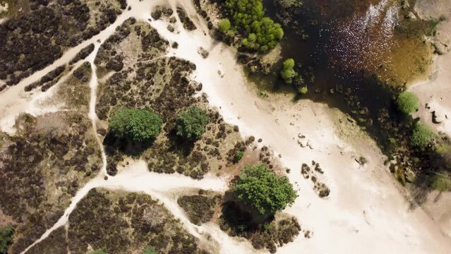 The Loonse and Drunense Duinen National Park, Yellow Sand and Lake in the Desert