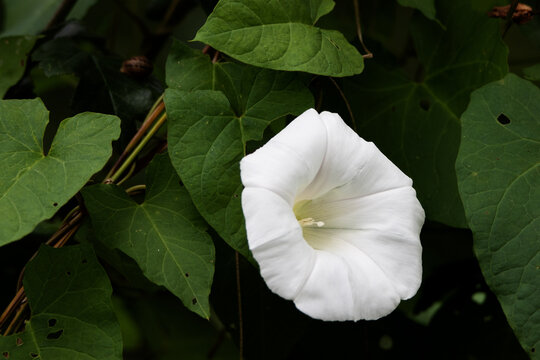 Hedge Bindweed (Calystegia sepium) family Convolvulaceae  flowers isolated on a natural green background