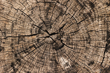 Texture of an old stump with cracks