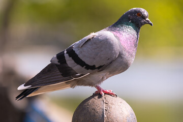 Close-up of a pigeon on a fence