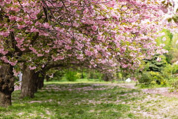 Path among cherry blossom trees. Landscape with sakura.