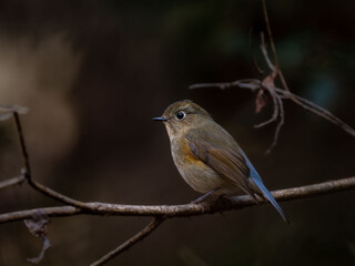 森の中で枝に留まっているルリビタキ