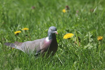 pigeon on grass
