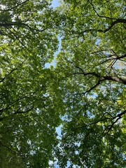 Top view of tree branches. The sky background is visible through the lush, vibrant green leaves. The branches are intricately spread and heavily adorned with leaves, creating layers of green texture