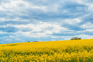 Obraz premium An aerial panoramic view of a large field of bright yellow blooming canola with trees in the background under a pale blue sky with white clouds.