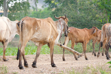 Fototapeta premium Herd of cows walking on the pasture.